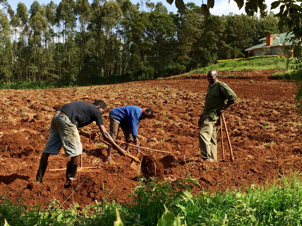 children of hope boys farming kikuyu